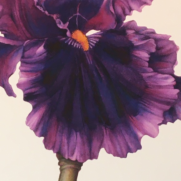 PAGAN DANCE BEARDED IRIS Giclee print on premium paper - Picture 4 of 6